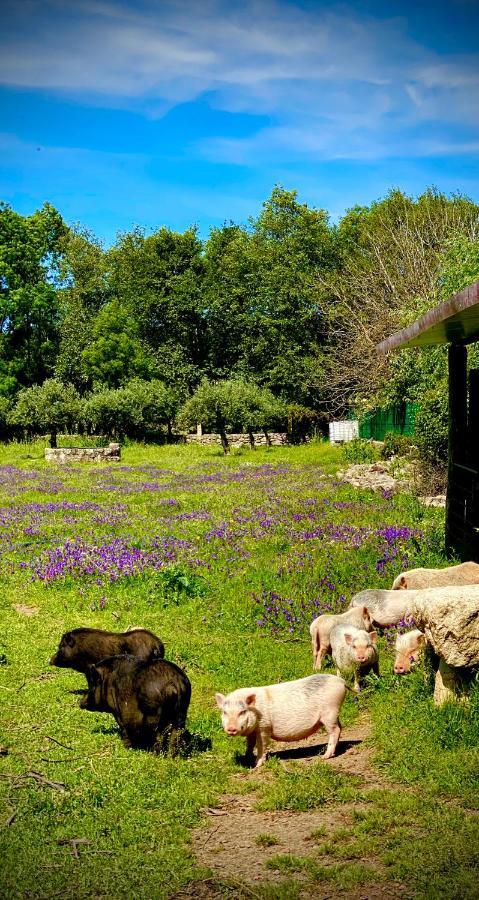 منزل الضيف كاستيلو برانكو  في Arca Dos Animais - Farming & Spa المظهر الخارجي الصورة