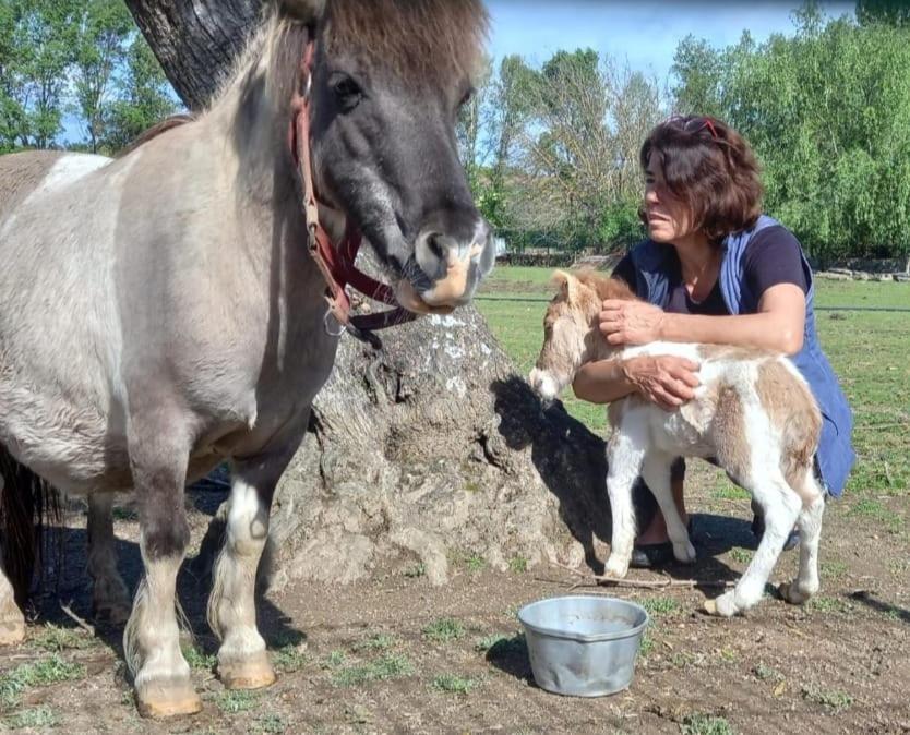 منزل الضيف كاستيلو برانكو  في Arca Dos Animais - Farming & Spa المظهر الخارجي الصورة